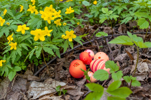 Red Easter eggs are hidden in meadow under yellow primroses. Hunting.
