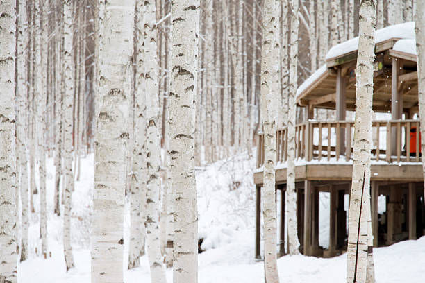 Winter landscape