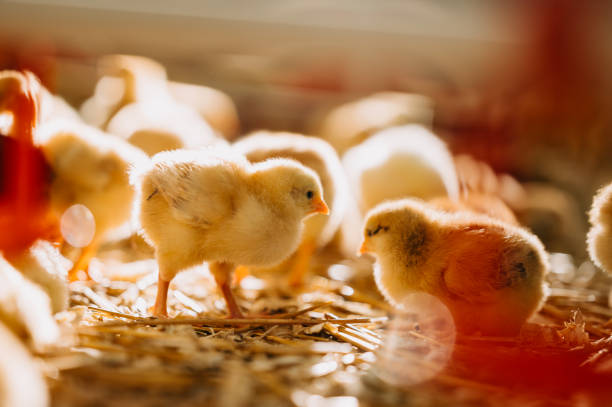 istock Adorable Baby Chicks Captured in Beautiful Natural Light Resting on Soft Straw Bedding 2204508171