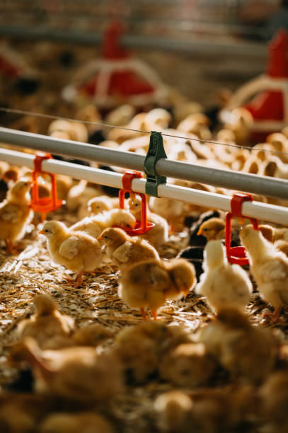 istock Chickens thrive in a Farm Environment with proper Feeding and Watering Systems for wellbeing 2204508863