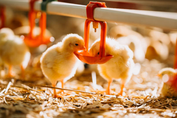 istock It was a charming day spent at a chick nursery, filled with tender interactions and joy 2204509231