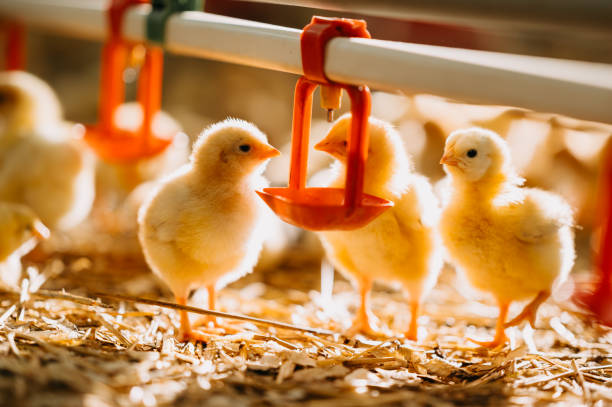 istock Charming Chicks Feeding in a Beautiful Farmyard Setting Surrounded by Natures Wonders 2204510121