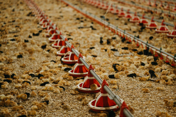 Chickens in a Poultry Farming Underwatering System for Sustainable Agriculture Practices A detailed closeup view of young chicks seen on a poultry farm, highlighting all feeding and watering equipment used Automatic feeding technology in chicken farms stock pictures, royalty-free photos & images