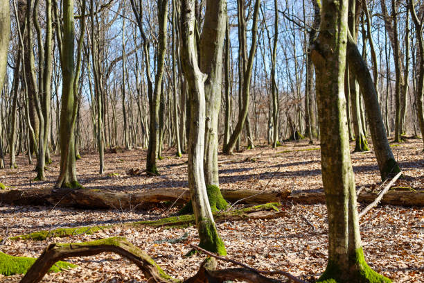 The trees grow close to each other, creating vertical lines. Fallen leaves, moss, and fallen trees are visible on the ground. Sunlight penetrates through the trees, illuminating the forest and creating sharp shadows.