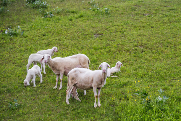 Heard of sheep grazing on the green meadows in Europe
