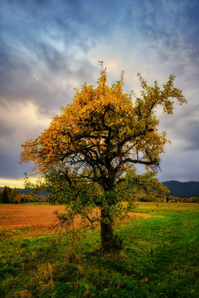 tree with colorful leaves and green grass in autumn in Slovakia