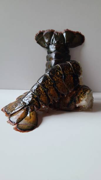 istock Lobster tails raw fresh 3-4oz 2204512037