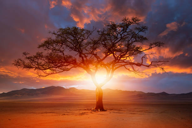 Typical african lone acacia tree with  Namib desert