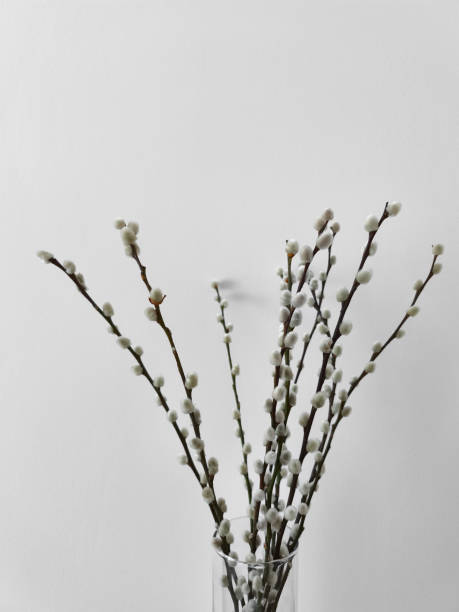 Willow branches with fluffy white catkins arranged in a glass vase against a minimalist white wall, embodying springtime tranquility copy space for spring equinox day or easter