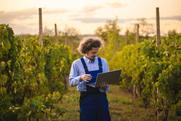 istock The usual check-up on our organic vineyard 2204513505