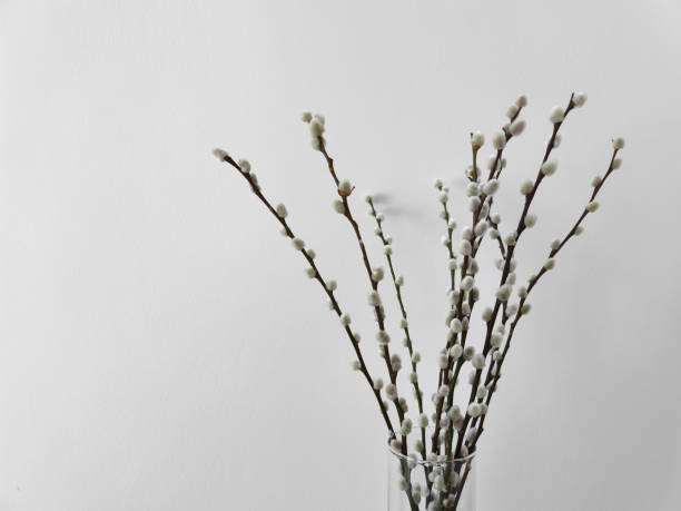 Willow branches with fluffy white catkins symbolize new beginnings, spring, and easter, creating a cozy atmosphere copy space