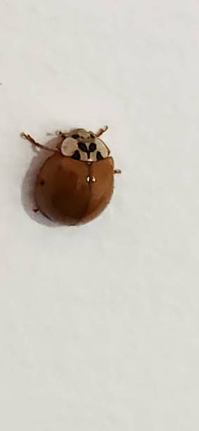 istock An orange ladybug moves slowly across the white wall, its tiny vibrant body contrasting with the neutral background. Its antennae explore the path ahead, while its legs cling effortlessly to the smooth surface. 2204515065