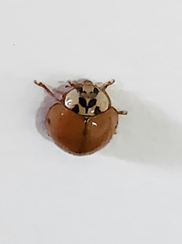Ladybug Shell Back An Orange Ladybug Rests On The White Wall Motionless For A Moment Its ...