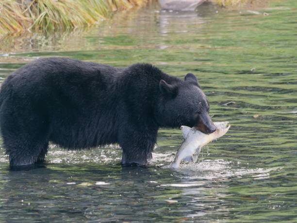 istock Black bear at Solomon Gulch Hatchery, Valdez, Alaska, USA 2204515746