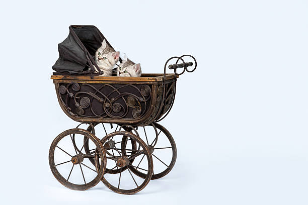 istock Kittens in doll vintage stroller isolated on blue background. 2204516422