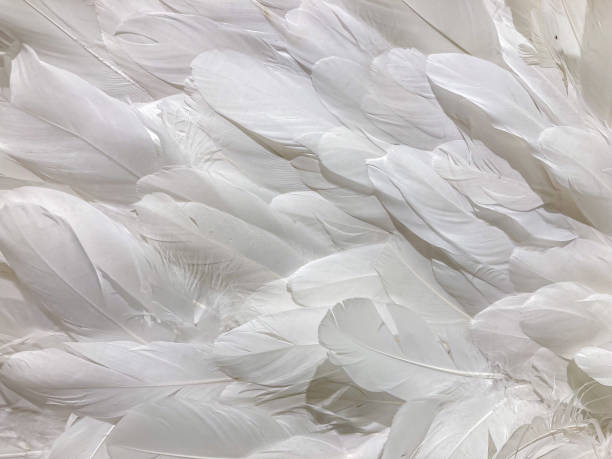 istock Image of a cluster of soft, fluffy white feathers with visible texture, contrasted against a neutral background Close-up photograph focusing on the feathers detail and texture 2204516783
