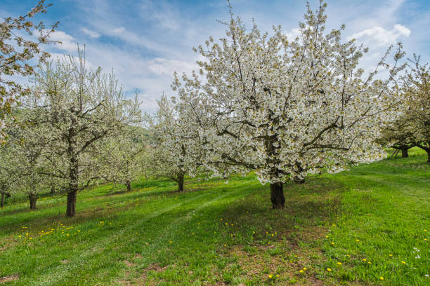 Blossoming orchard in spring.