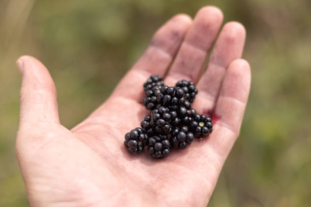 Shallow focus close-up of wild blackberries in a man’s hands after picking