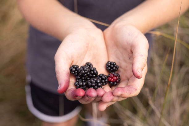 istock Close-up of blackberries in hands 2204517567