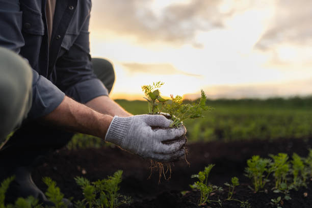 Person Harvesting Seedlings in a Field at Sunset