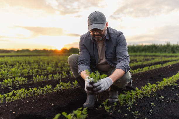 istock Farmer Inspecting Crop Growth in the Field During Sunset Hours 2204518658