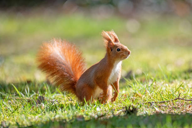 istock Red squirrel Sciurus vulgaris in the park. 2204518808