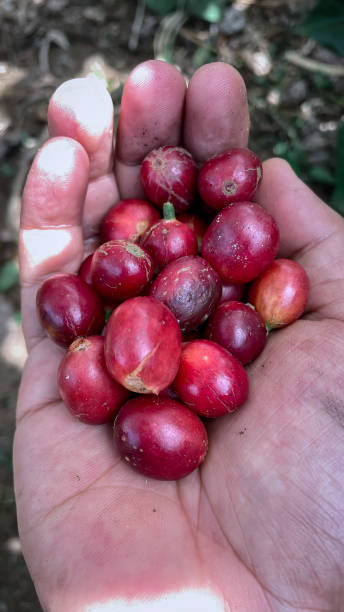 istock red cherry of arabica coffee 2204518873