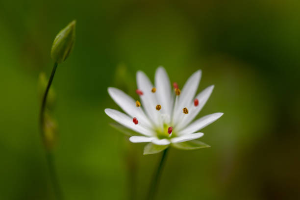 A macro photograph of garlic mustard flowers.