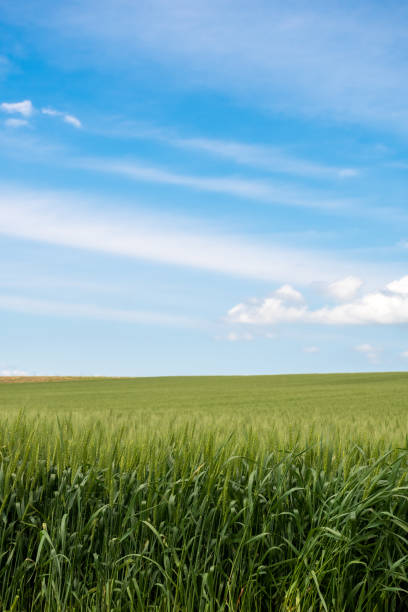 istock Green wheat field and blue sky in early summer 2204519897