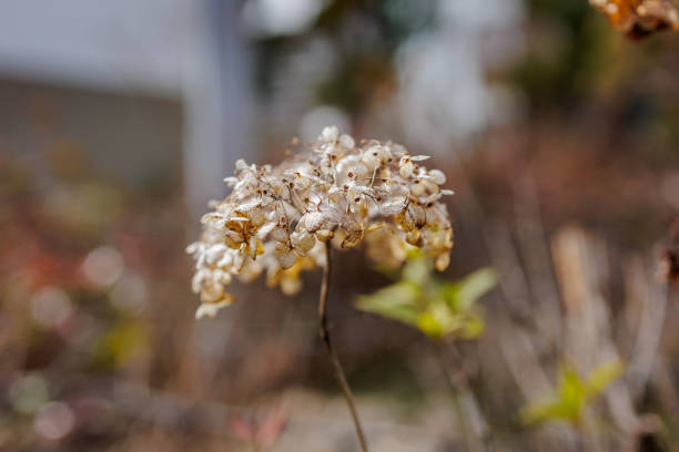 A cluster of dried, delicate flowers stands out against a bokeh background. Subtle hues of beige and brown create an earthy, natural atmosphere.