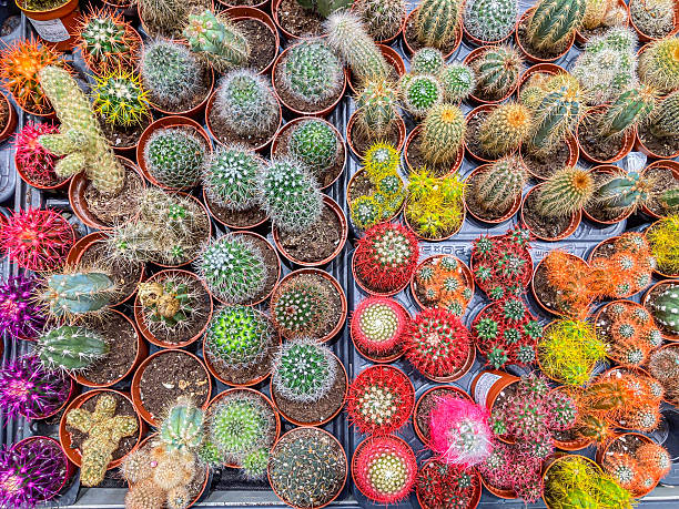 istock An organized array of diverse cacti and succulents, arranged on a shined table Plastic pots, various sizes, shapes, and colors green, yellow, red, purple, orange Bright daylight illumination and 2204522059