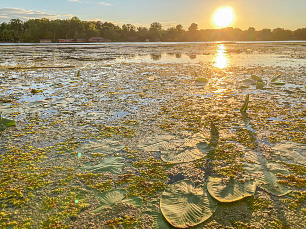 istock A tranquil sunset over moving water with floating plants, showcasing a dynamic yet peaceful scene, open on the left side 2204522430