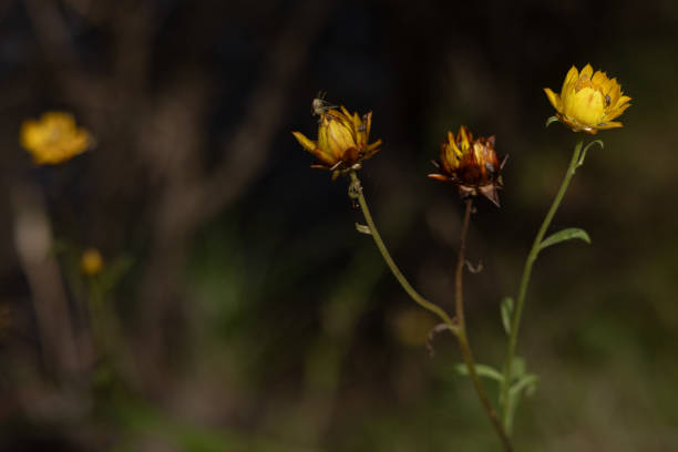 Australian wild flower the Everlasting Daisy, Xerochrysum bracteatum, growing wild in New South Wales, Australia