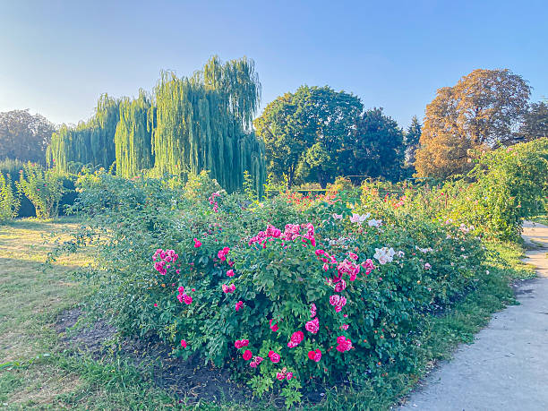 istock A serene outdoor scene with lush greenery, a path through the garden, and various pink flowering bushes in full bloom possibly roses or another type of shrub, under shady trees Taken on a sunny da 2204522965