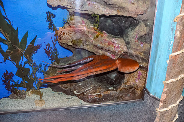 A large red octopus in a large marine aquarium at a popular oceanarium