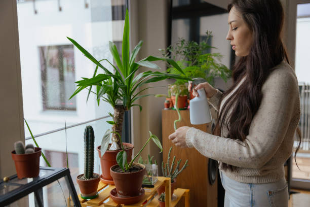 istock Woman Spraying Indoor Plants with Water 2204526170
