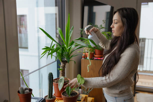 istock Woman Spraying Indoor Plants with Water 2204526186