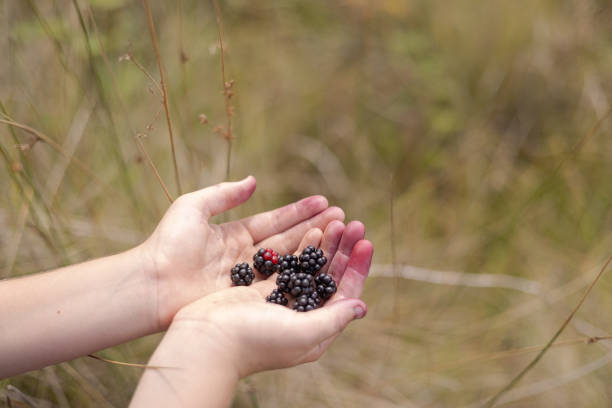 Wild blackberries in a boy's hands with stained fingers - Copy space