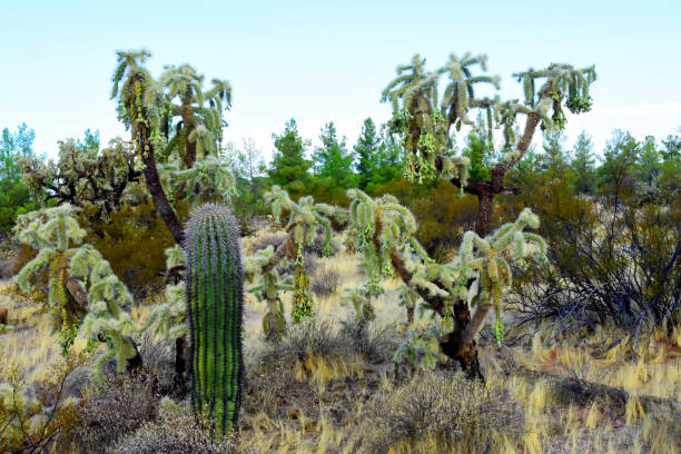 Expansive landscape Sonora desert in central Arizona USA on a early fall morning
