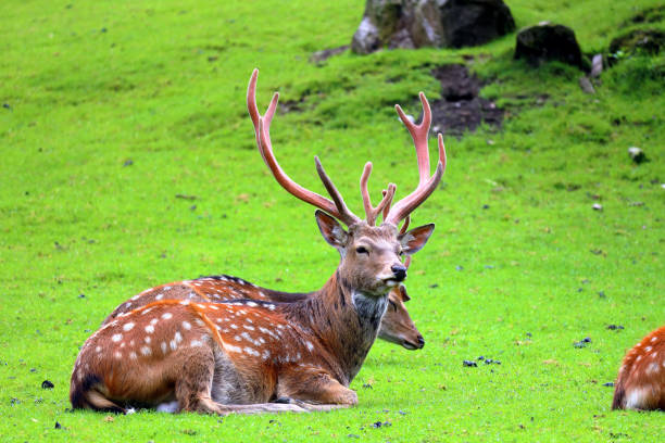 Close up deer portrait in natural environment, showing antlers and calm expression.