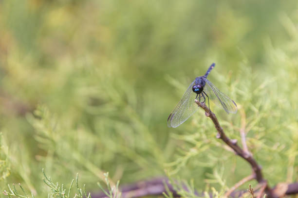 Dragonfly dark streaker (Erythrodiplax nigricans) perched on a branch.