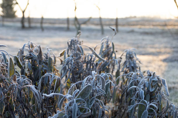 spring frosts on the grass in a garden plot at dawn without people
