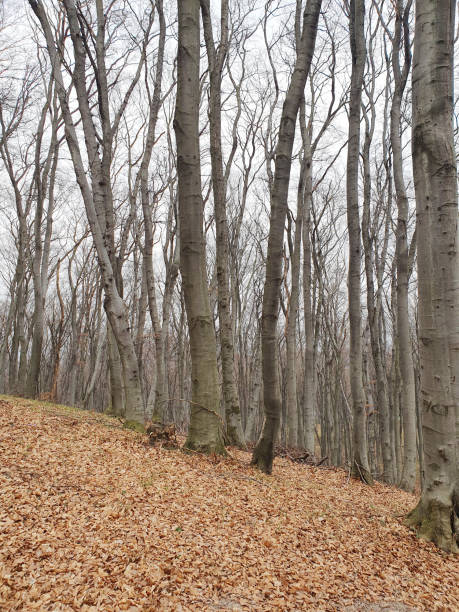 Spring forest coming to life after the snow has melted. The ground covered with the first shoots of grass gradually wakes up. The sun's rays, breaking through the branches of the trees