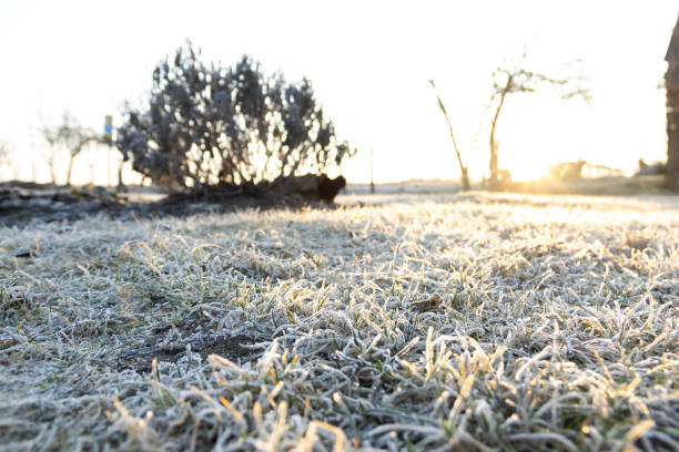 istock spring frosts on the grass in the garden plot at dawn 2204529023