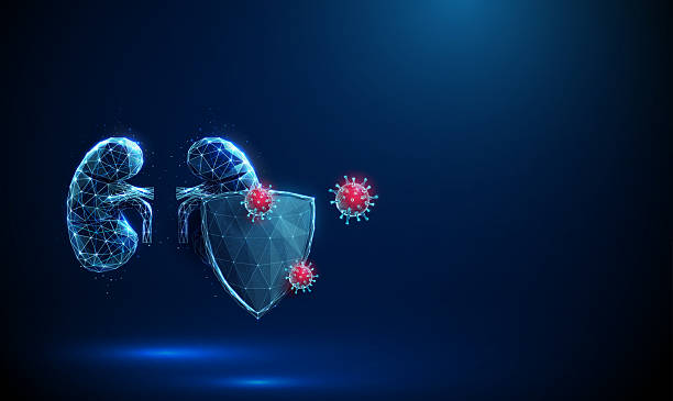istock Abstract red human kidneys behind the futuristic guard shield attacked by viruses. Kidneys protection, healthcare medical concept. 2204529133