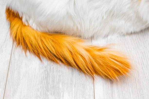 istock fluffy red cat tail on the floor, close up. 2204531849