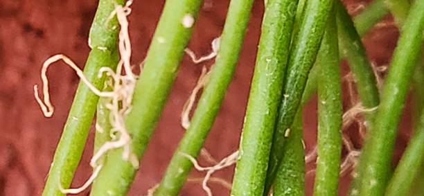 istock The root of Rhipsalis teres extends along vertical surfaces and is highly efficient at absorbing moisture. Its adapted structure allows the plant to grow without the need for soil, attaching to trunks and rocks. 2204531967