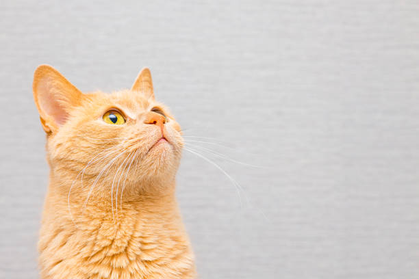 close-up of ginger cat's head on grey background. red cat head isolate. image of a red cat with space for an inscription.