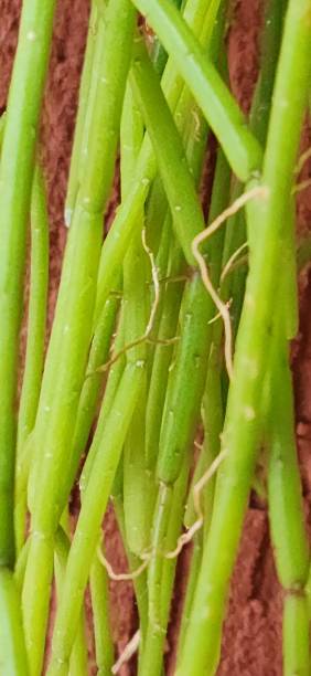 istock The segmented growth of Rhipsalis teres stems ensures continuous regeneration. If a segment breaks, it can easily root, ensuring efficient propagation on trunks and moist rocks. 2204532566