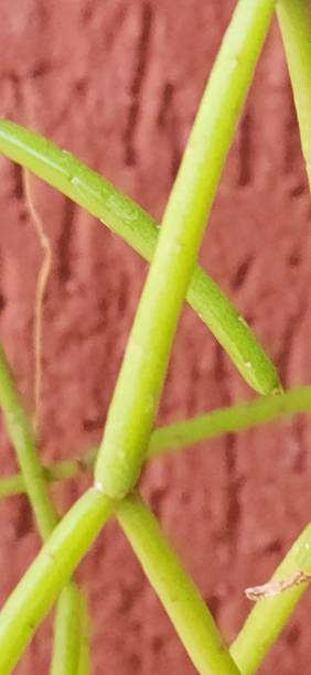 istock Rhipsalis teres, also known as spaghetti cactus, is an epiphytic cactus distinguished by its long, fine stems. Its pendulous form allows it to attach to trees and rocks, absorbing moisture and nutrients for growth. 2204532612